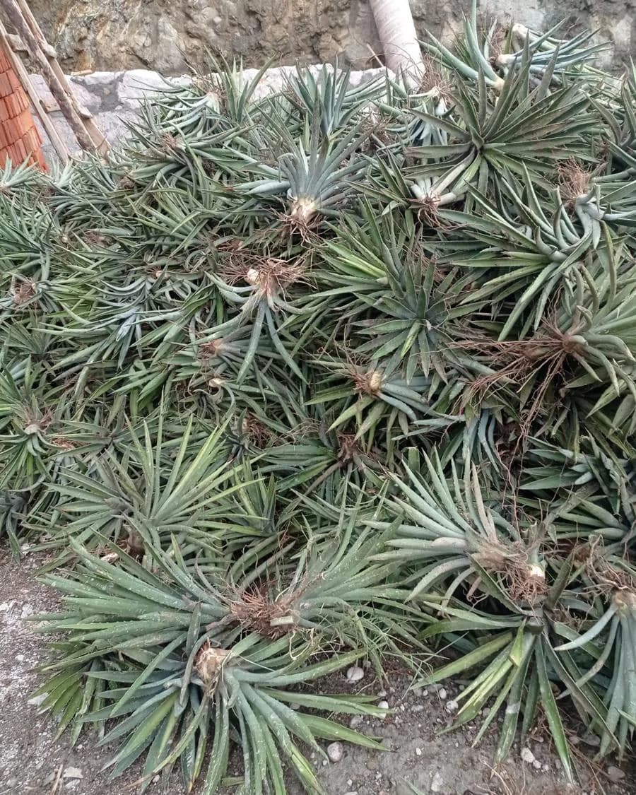 Piñas de agave recién cortadas