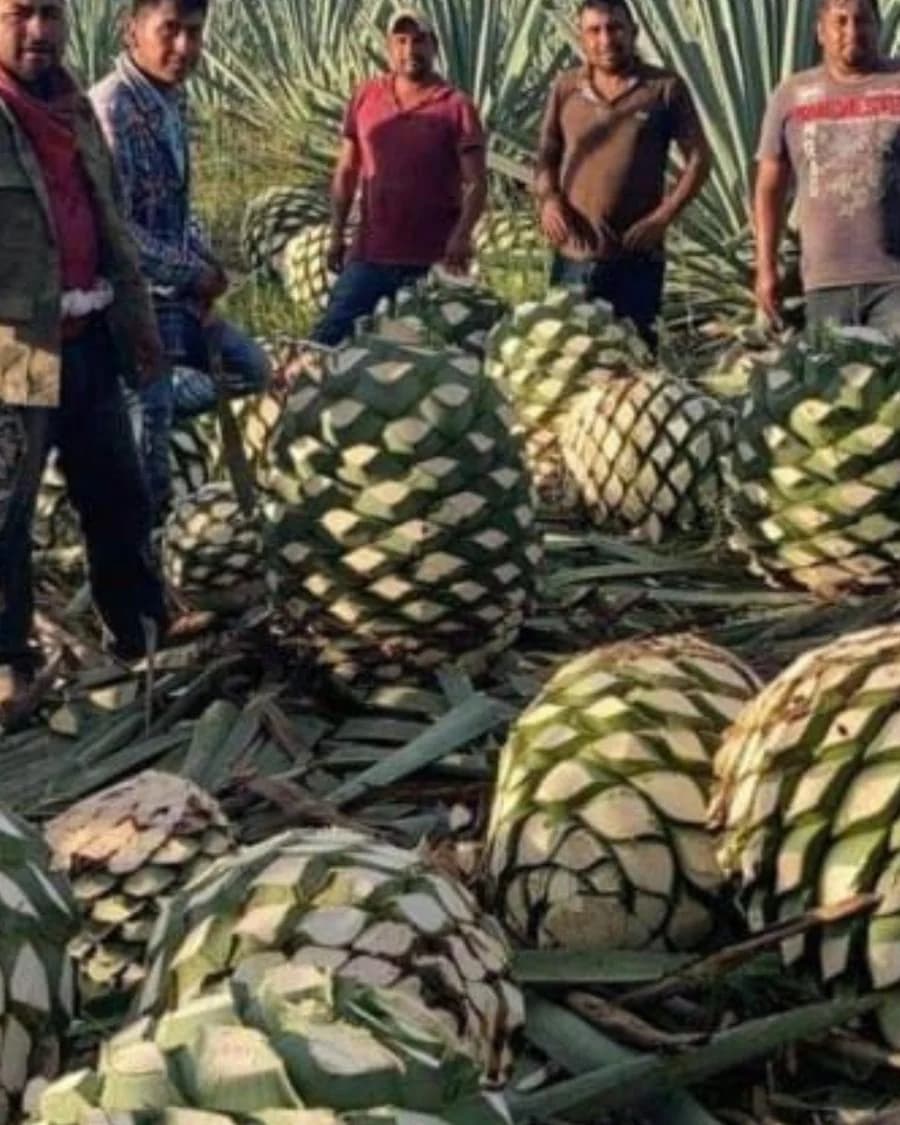 Campo de agave, vista vertical