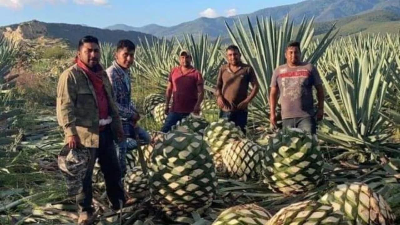 Campo de agave de Casa Cruga en Yautepec