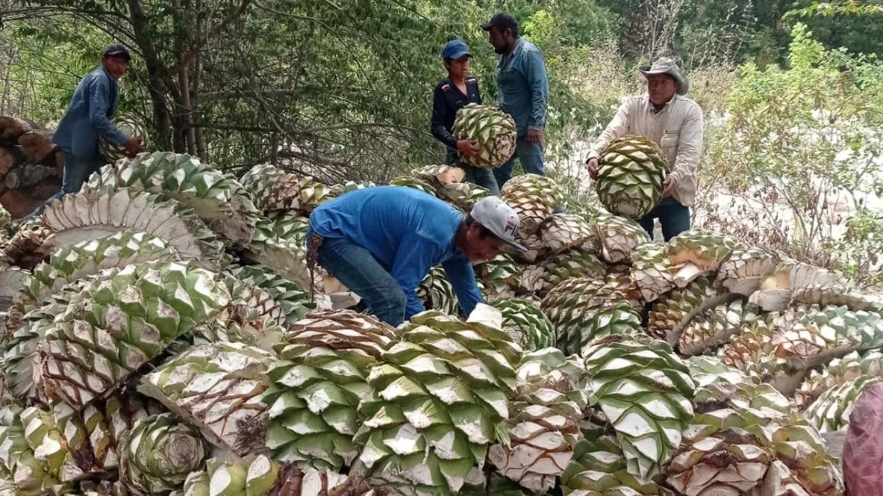 Cosecha de agave