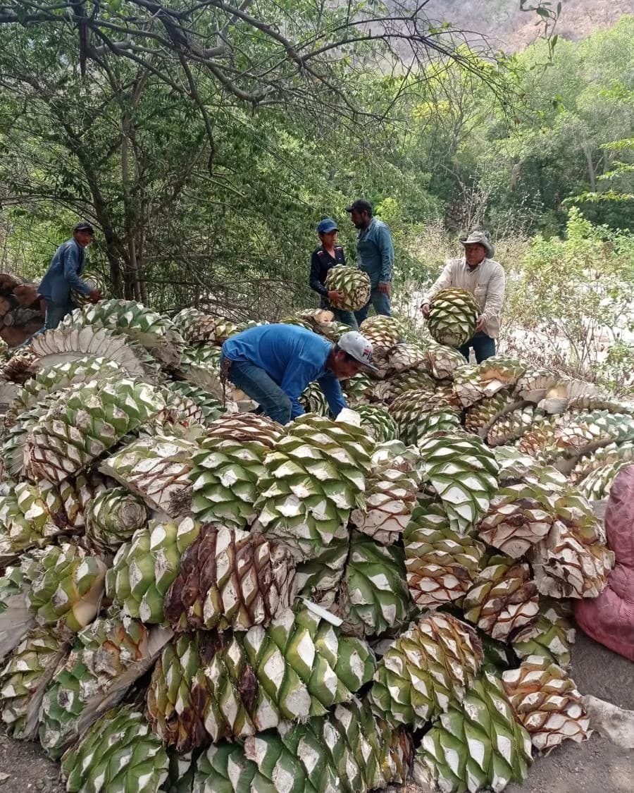 Piñas de agave listas para el horno
