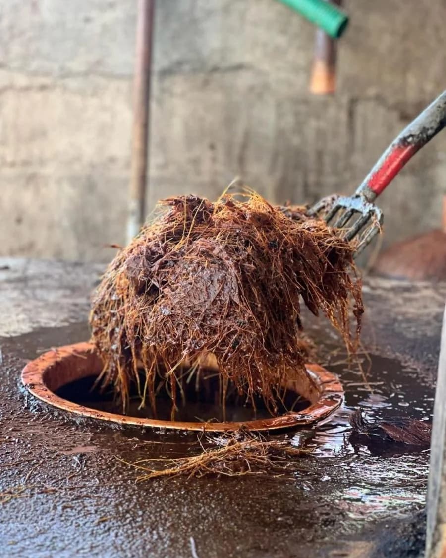 Tinas de fermentación en el palenque de Casa Cruga